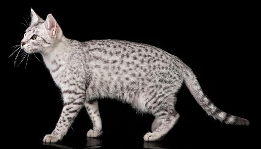 Egyptian Mau, il felino adorato dagli antichi egizi